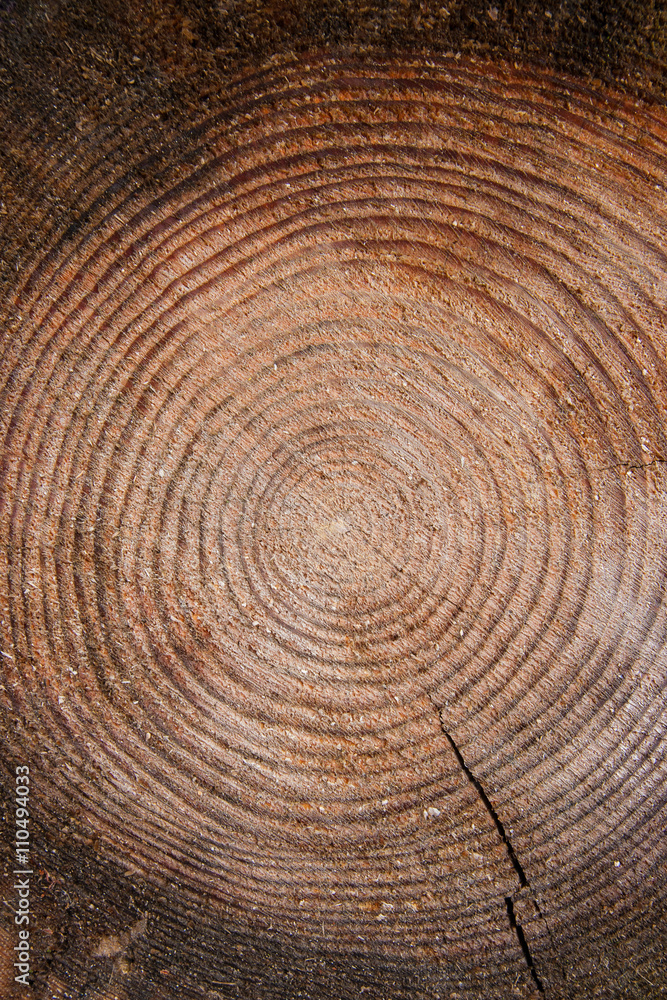 Naklejka premium Wood texture of cutted tree trunk.