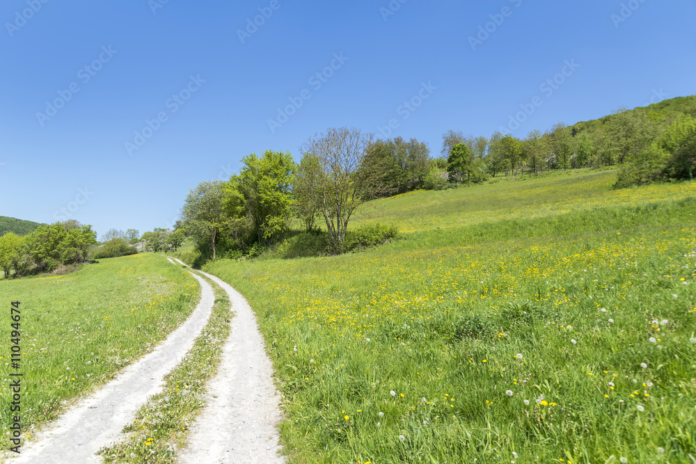 field path at spring time
