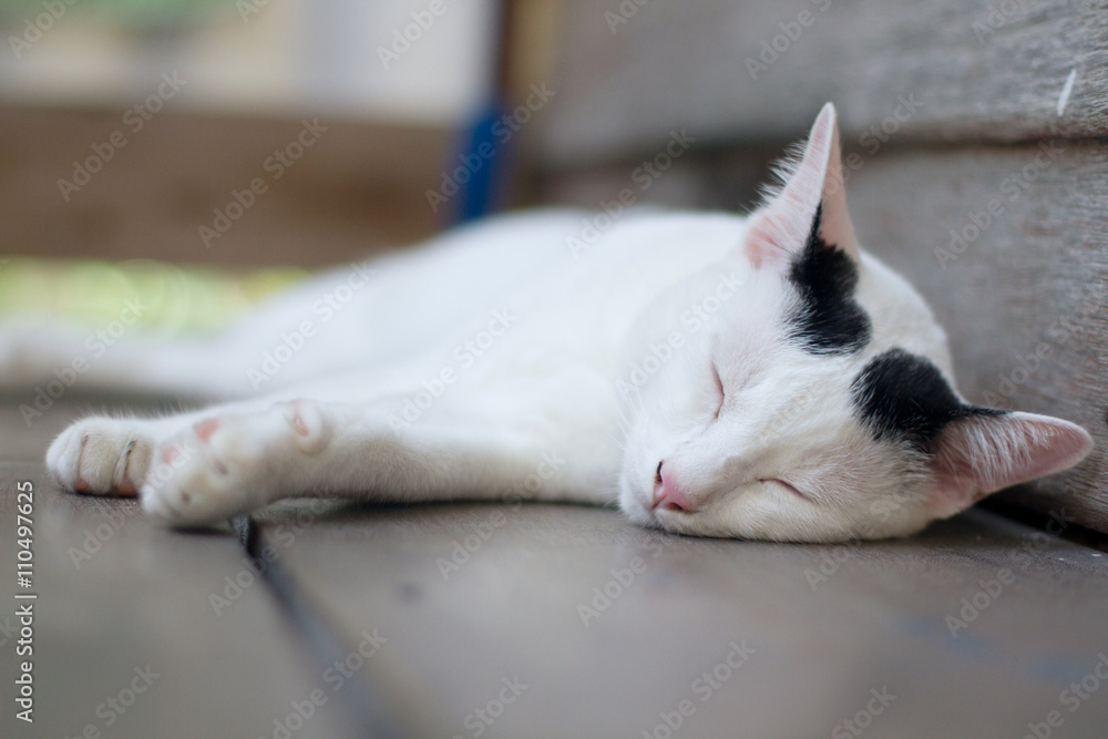 white cat sleeping on wood floor