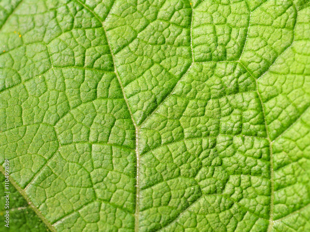 .texture of green leaf .texture of green leaf