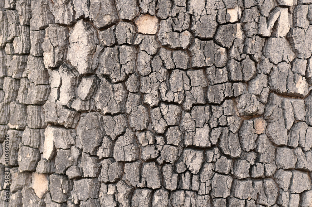texture of tree bark close-up