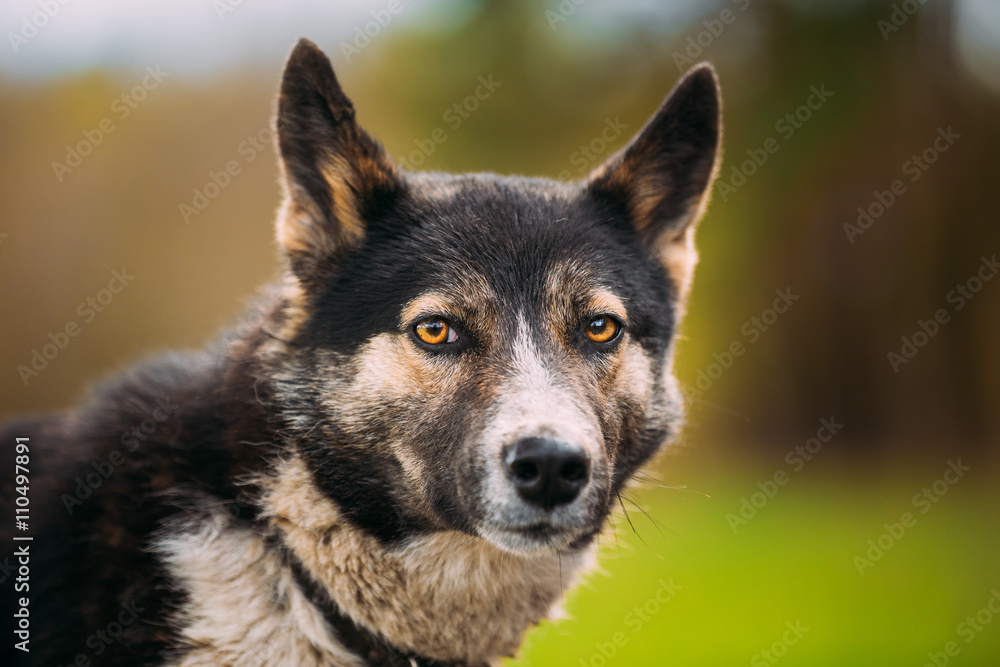 Portrait Of Medium Size Mixed Breed Dog