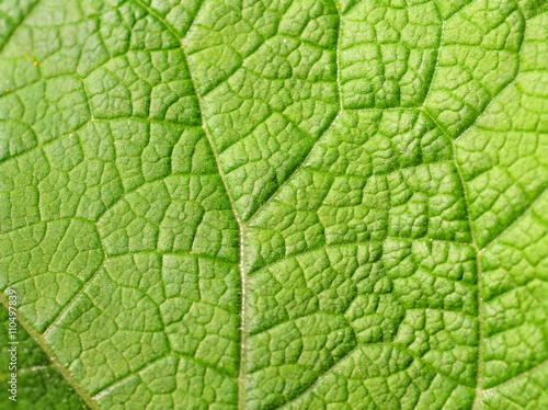 .texture of green leaf