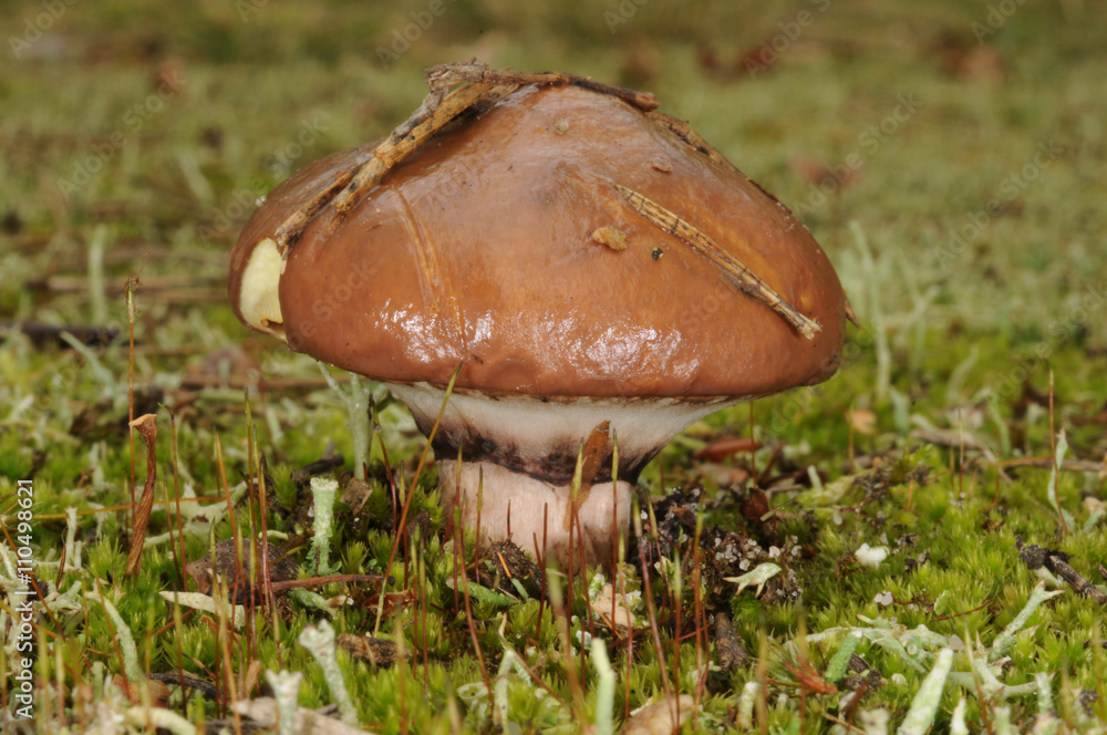 Suillus luteus fungus, commonly referred to as slippery jack or sticky bun in English speaking countries Suillus luteus fungus, commonly referred to as slippery jack or sticky bun in English speaking countries