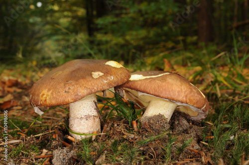 Suillus luteus fungus, commonly referred to as slippery jack or sticky bun in English speaking countries