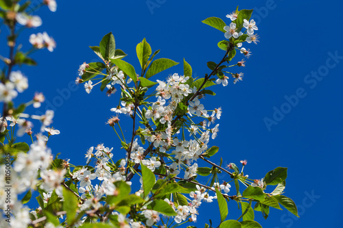 Blossoming of cherry flowers in spring time
