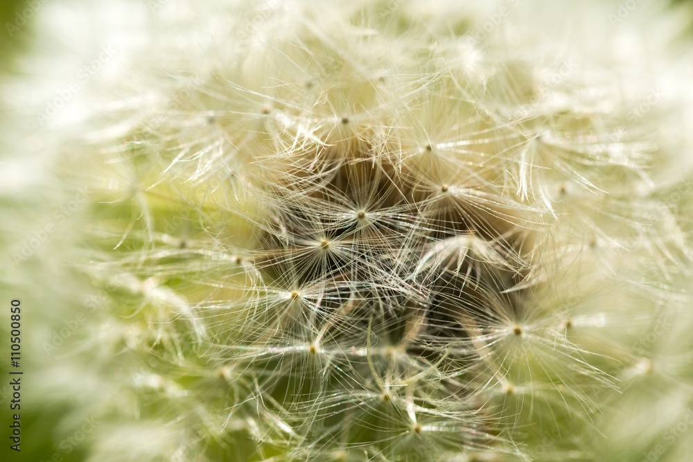 Fototapeta premium Dandelion seeds in close up