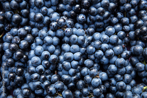 Draufsicht auf viele blaue Trauben, Konzept Wein