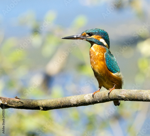 Fotografija Martin pescatore