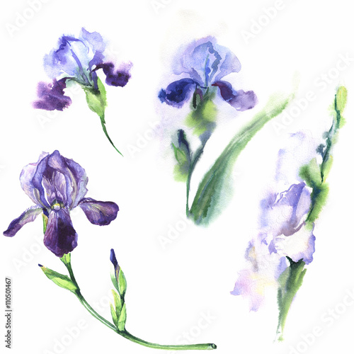 Watercolor illustration of irises