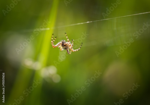 Spider sitting on his web