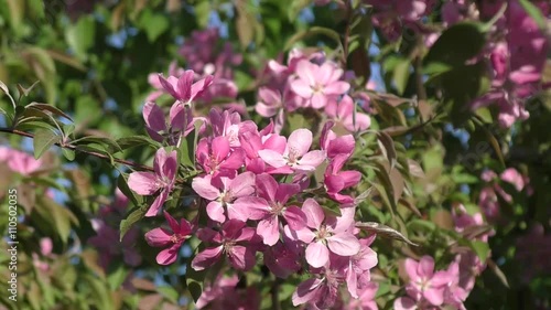 Wallpaper Mural Apple Blossom pink color swinging in the wind spring morning Torontodigital.ca