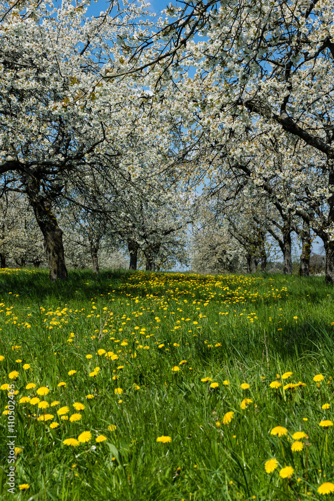 Obraz premium Kirschblüte