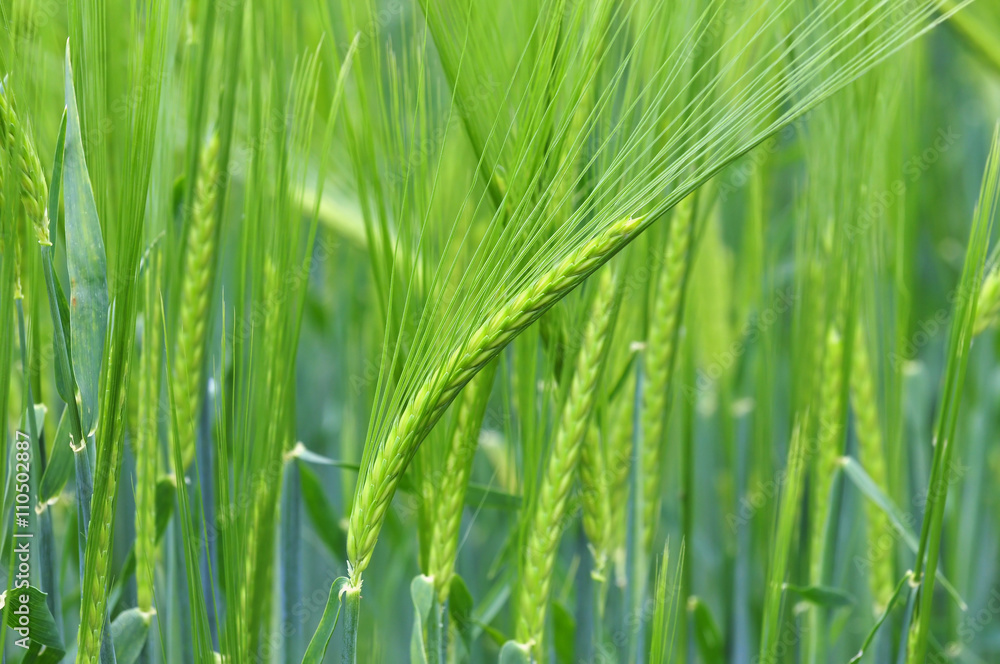 Barley Barley