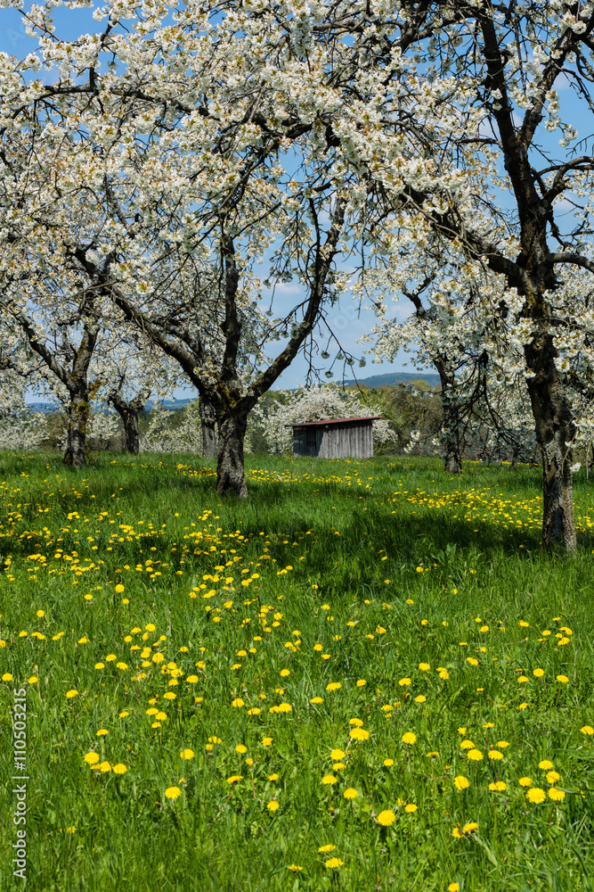 Fototapeta premium Kirschblüte
