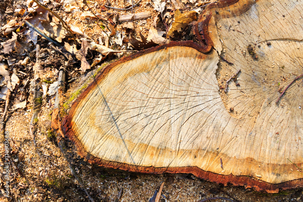 Tree stump with growth rings