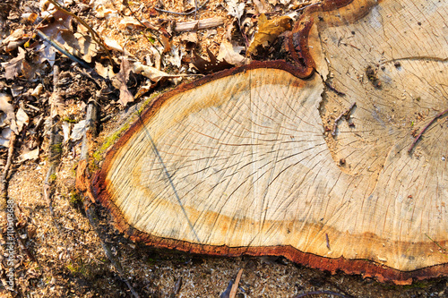 Tree stump with growth rings