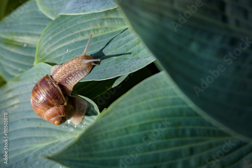 Konstfotografi snail closeup on green leaf with snail shadow