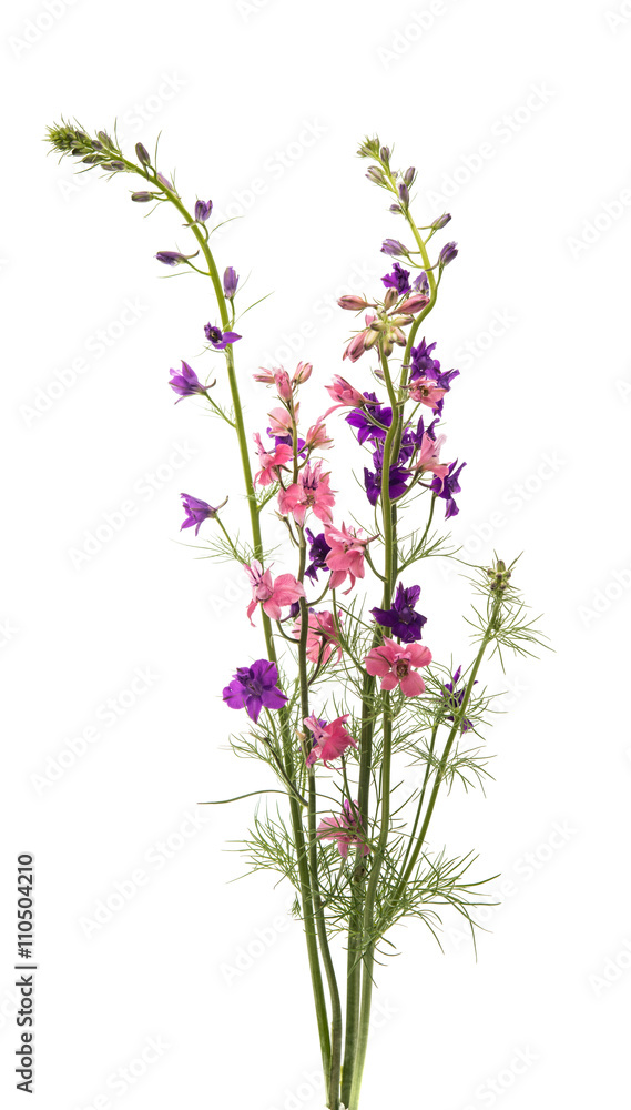 Naklejka premium meadow of pink flowers