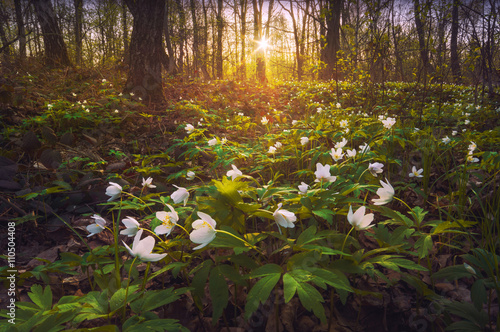Obraz na płótnie Adonis valley