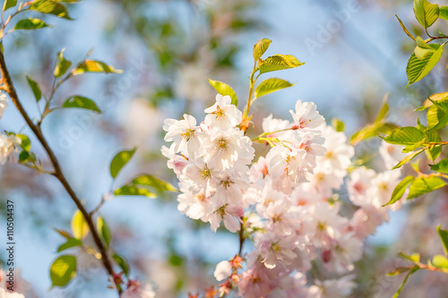 Blossom Tree over Nature Background, Spring Flowers, Spring Background, Summertime