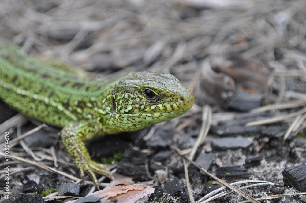 Lizard Lizard