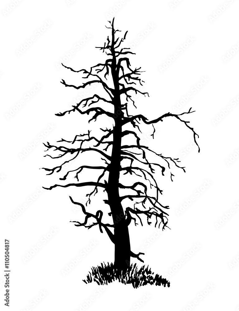 drawing dry conifer larch with gnarled branches ink sketch hand-drawn vector illustration