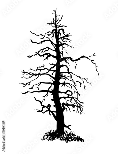 drawing dry conifer larch with gnarled branches ink sketch hand-drawn vector illustration