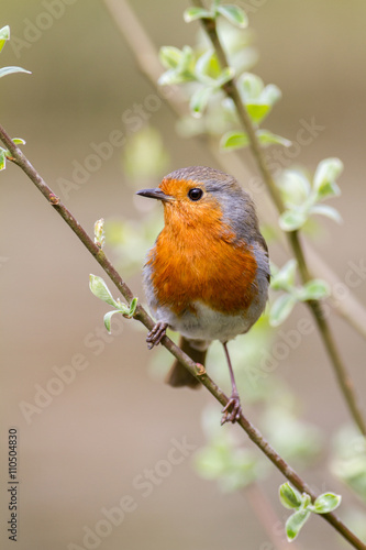 cute European robin on a willow branch with a natural background taking in vertical