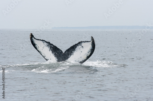 Humpback Whale fluking in the Gulf of St. Lawrence off the coast of Percé.