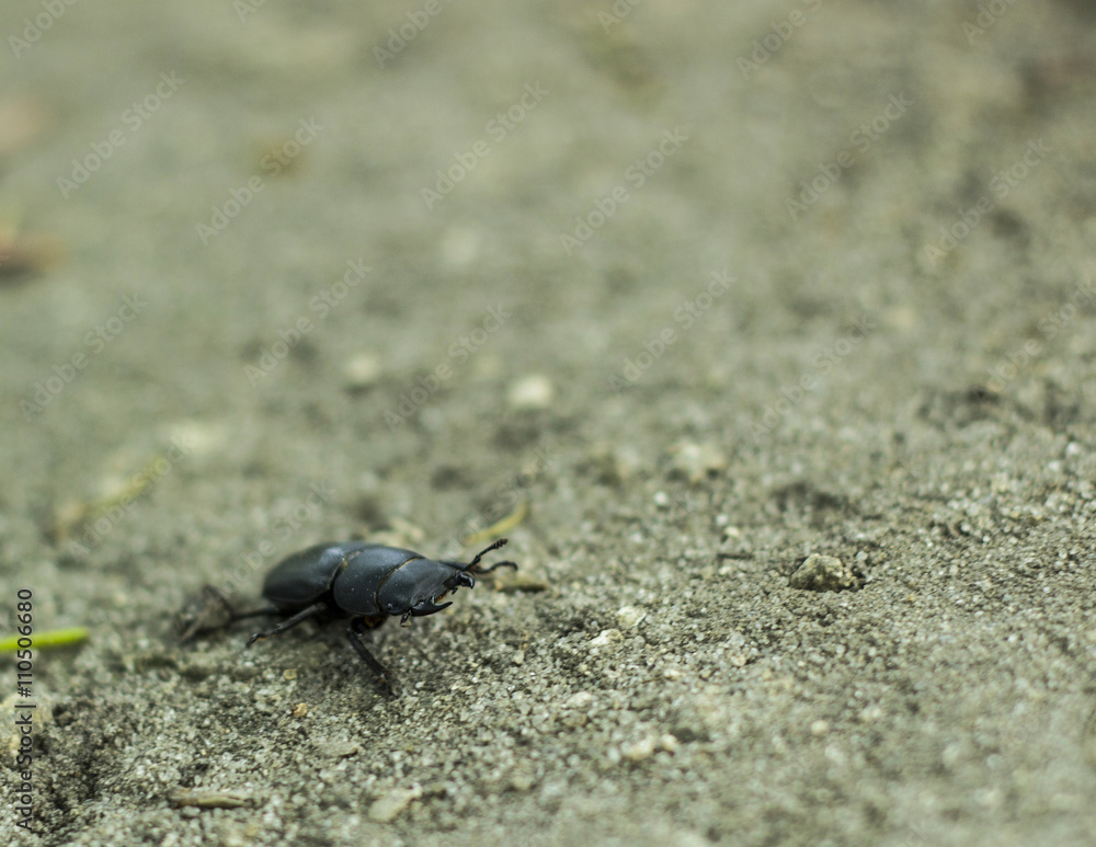 Dorcus antaeus, big black beetle in a defensive stance