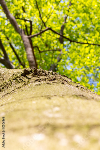 Tree   trunk texture with very shallow depth of field