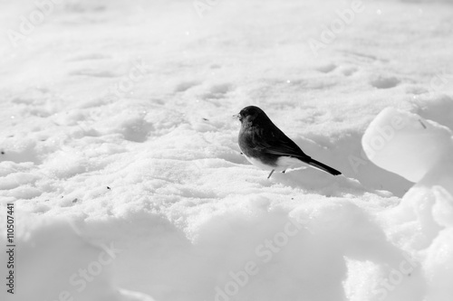 Junco photo