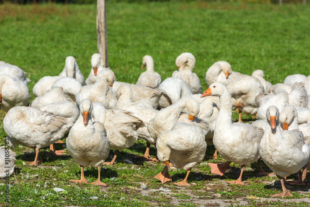 Obraz premium Geese gaggle grazing on green grass