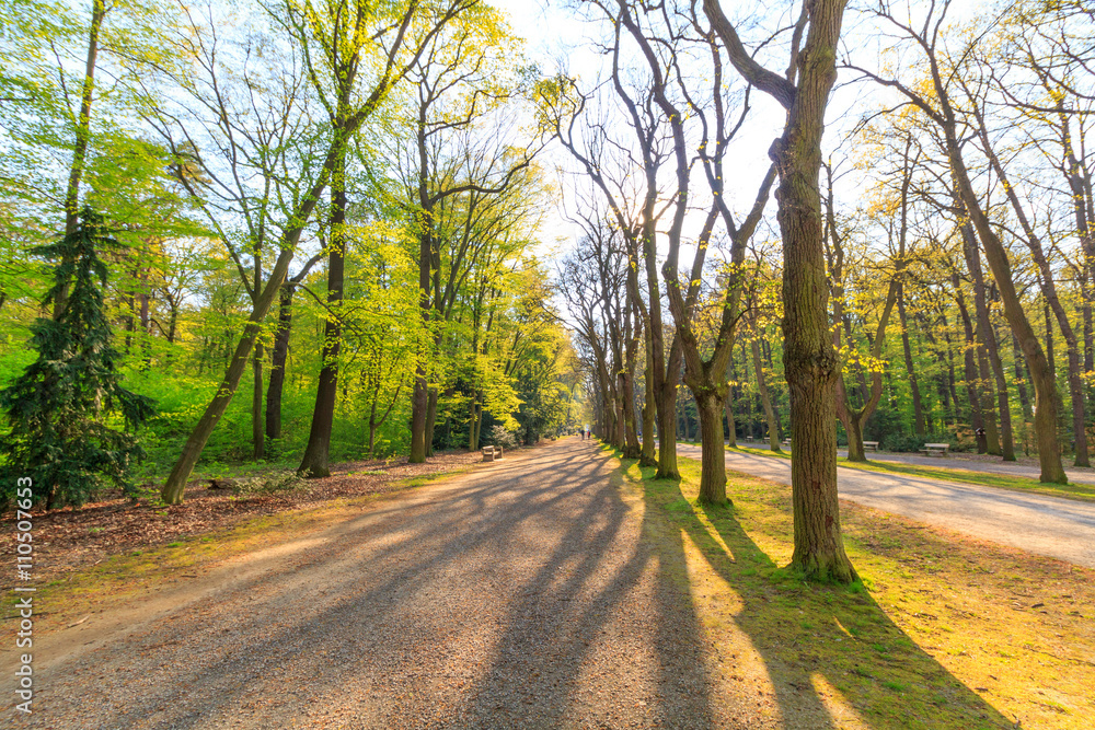 Walking path in forest at dawn with beautiful sunbeams. Walking path in forest at dawn with beautiful sunbeams.
