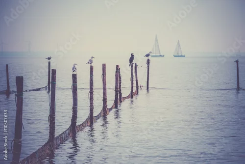 Obraz ptaki siedzące na palach, morze północne