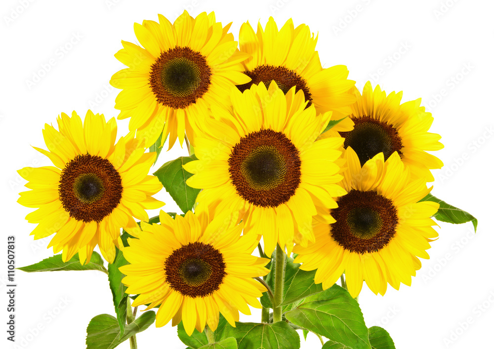 Naklejka premium Sonnenblumen