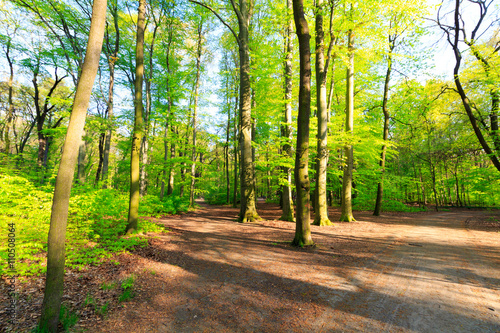 Fototapeta Naklejka Na Ścianę i Meble -  Path in spring green forest