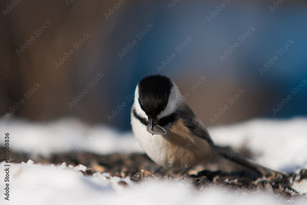 Chickadee