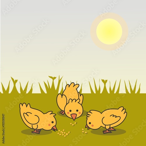 Pollitos comiendo maíz. Ilustración vectorial