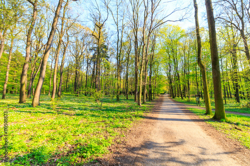 Path in spring green forest © daliu