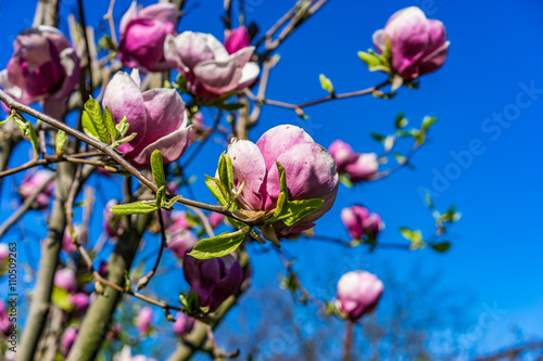 Flowers blossoming on a magnolia tree in a garden  during springtime