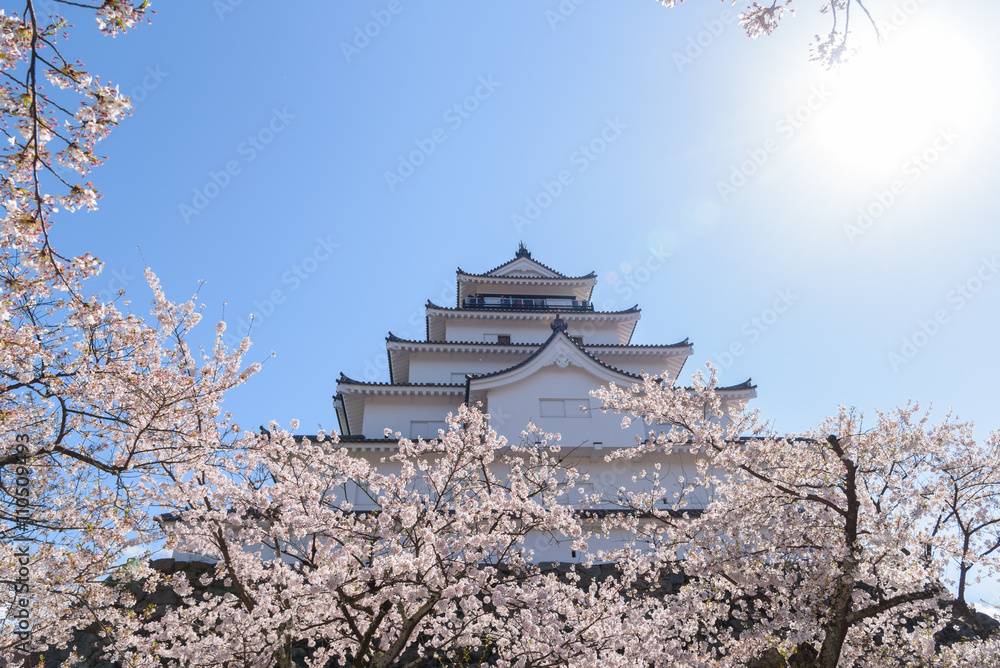 Tsuruga Castle surrounded by hundreds of sakura trees