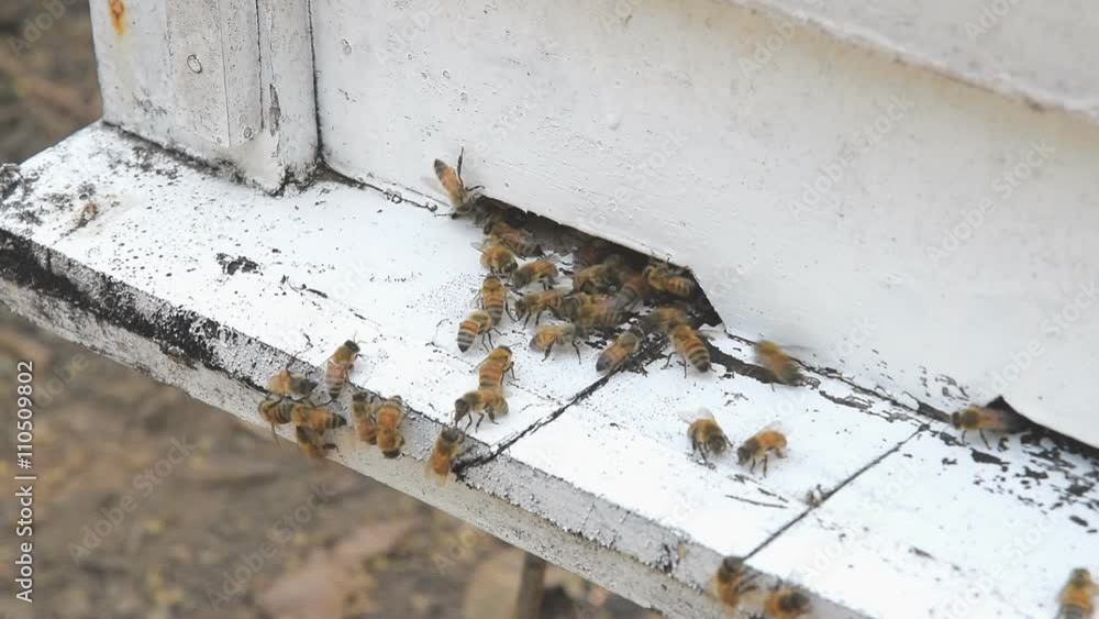Honey Bees on Hive, agriculture thailand Honey Bees on Hive, agriculture thailand