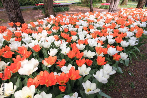 fioritura di tulipani photo