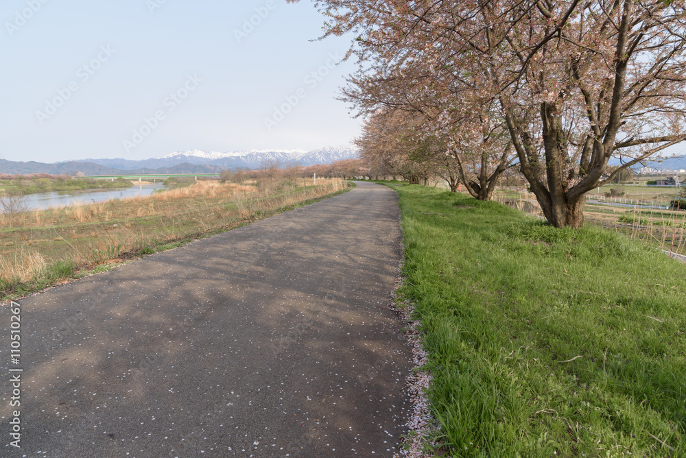Path way and Cherry blossoms tree Path way and Cherry blossoms tree