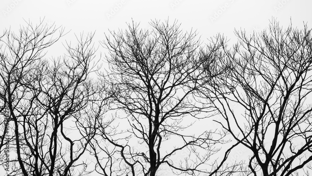 Obraz premium black and white of dry tree background