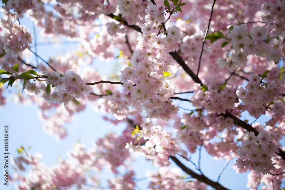 Cherry blossom background with spring day.