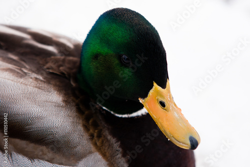 Male mallard duck.