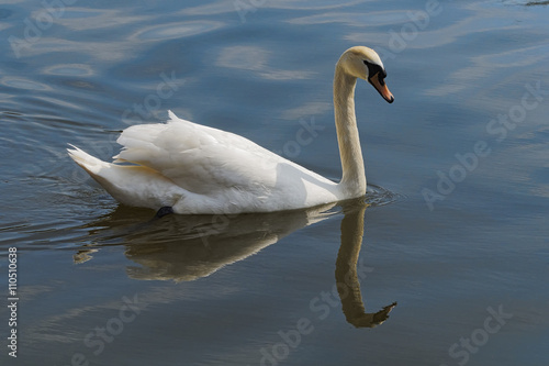 Swan gliding on calm water